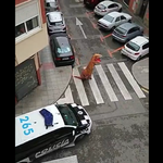 「ティラノサウルスはダメ」外出禁止令のスペイン、警察が着ぐるみの男性を注意（動画）