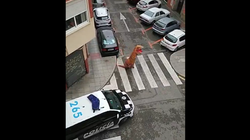 「ティラノサウルスはダメ」外出禁止令のスペイン、警察が着ぐるみの男性を注意（動画）