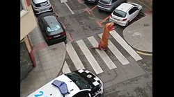 외출금지령 내려진 스페인에 난데없이 나타난 공룡의