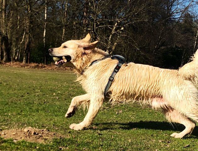 Golden retriever enjoys spring sunshine