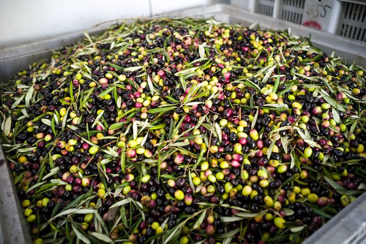 Olives are pressed into extra virgin olive oil in Mola di Bari, Puglia, Italy.