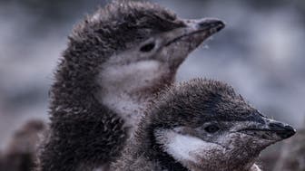 ANTARCTICA - FEBRUARY 05 : Baby gentoo penguins are seen at Ardley Island that hosts many bird species and penguins, located in the north of Antarctic Peninsula on February 05, 2019 in Antarctica. Turkey organized National Science Antarctica Expedition for the 3rd time. Antarctica has been attracting scientific research teams and explorers with its challenging geography and nature throughout the history. Besides its attractiveness the continent is the world's coldest, most windy and arid place. For these reasons bases established here are allowed only for scientific research. The continent, which is not under the rule of any country, is called the continent of science and peace. 98 percent of the continent is covered almost entirely by ice that averages about a mile (1.6 kilometers) thick where 67 percent of the freshwater source on earth is found. During the winter season, sea ice fields covering about 18 million square kilometers, fall approximately 2 to 3 million square kilometer in the summer. The untouched nature of Antarctica is of great importance for the future of the world. The live water resources of the continent and the water potential in the glaciers are seen as the future water and food security of earth. Antarctica is the only continent on Earth without indigenous human inhabitants It only hosts various animals such as penguins, seals, whales and birds. The Antarctic Treaty, which was signed in 1959 when 53 countries were a party, allowed only bases with scientific studies and research to be active on the continent. There are about 100 scientific bases of 30 countries on the continent.  
 (Photo by Ozge Elif Kizil/Anadolu Agency/Getty Images)