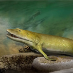 L'origine de la main humaine dans un fossile découvert au