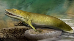 L’origine de la main humaine dans un fossile découvert au