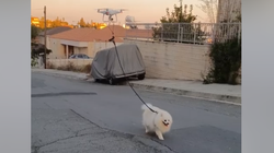 격리 중에도 반려견을 산책시키는 천재적 방법