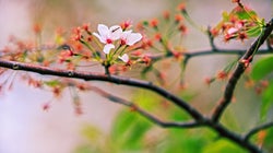 Εαρινή ισημερία, η Πρωτοχρονιά της φύσης και η Άνοιξη των