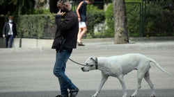 Lo que hay que hacer sí o sí después de sacar al perro de