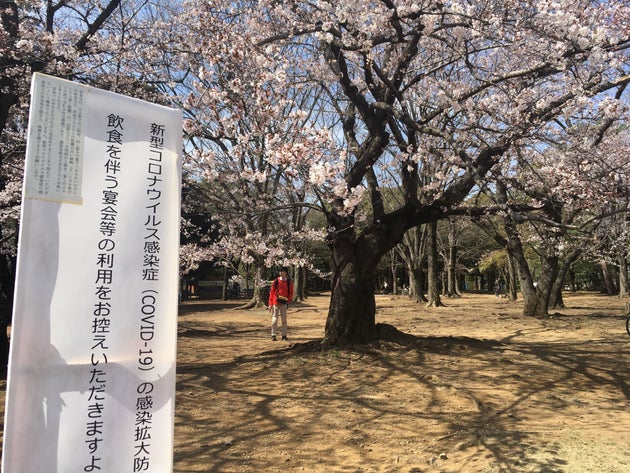 お花見を室内で楽しむ3つの方法 Vrやオンラインで体験 インドア花見を試してみて ハフポスト お花見を室内で楽しむ3つの方法 Vrやオンラインで体験 インドア花見を試してみて ハフポスト