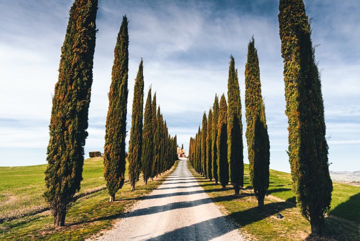 cypress road in italy