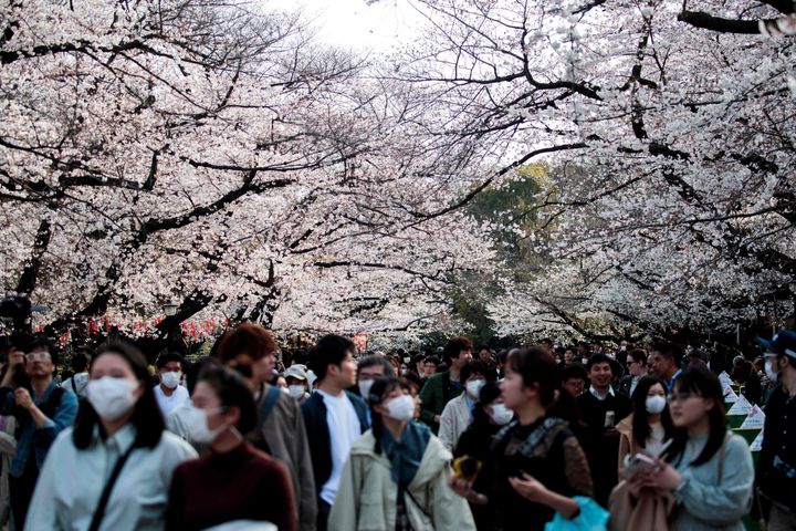 上野公園で桜の下を歩く人々