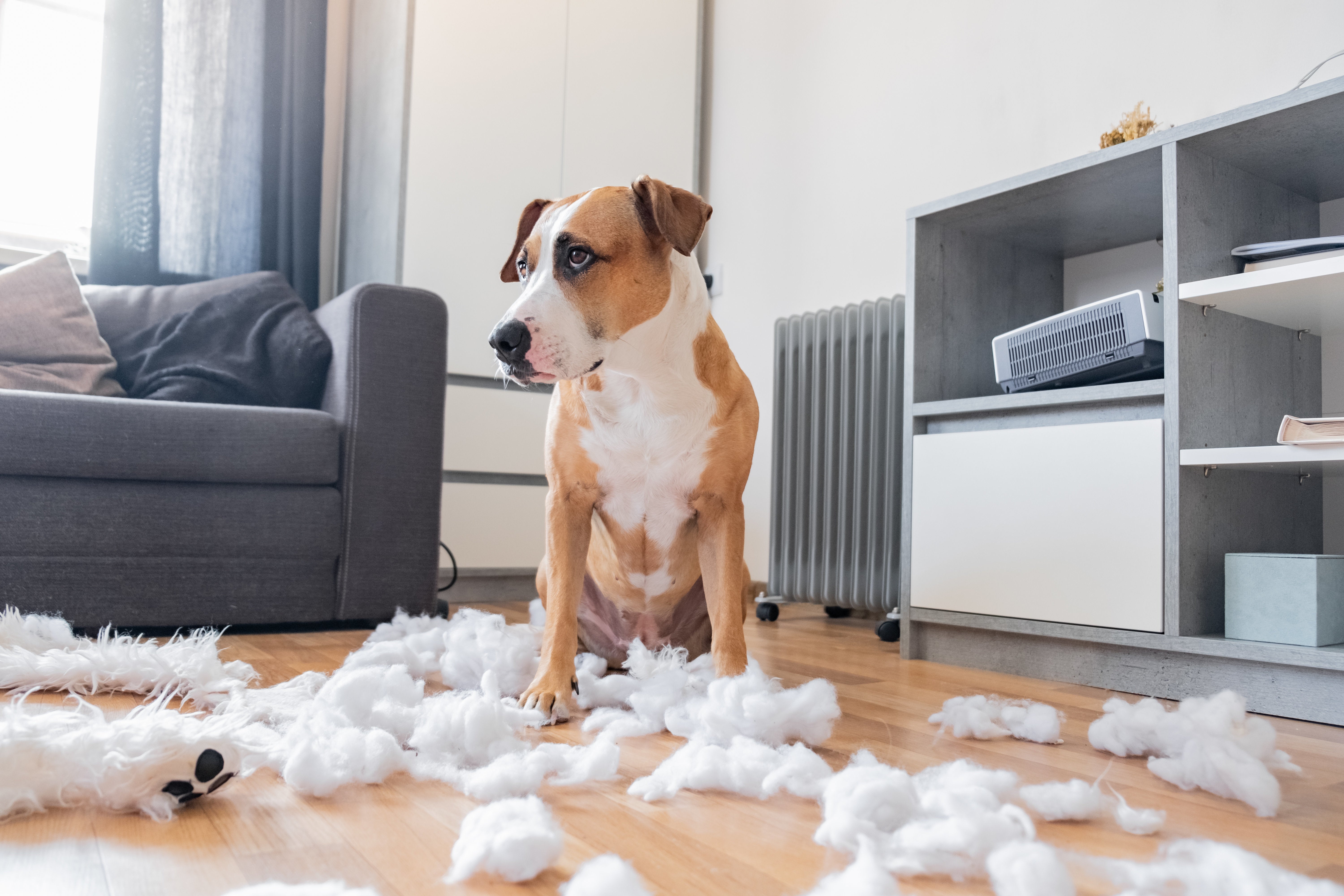 juguetes para desestresar perros