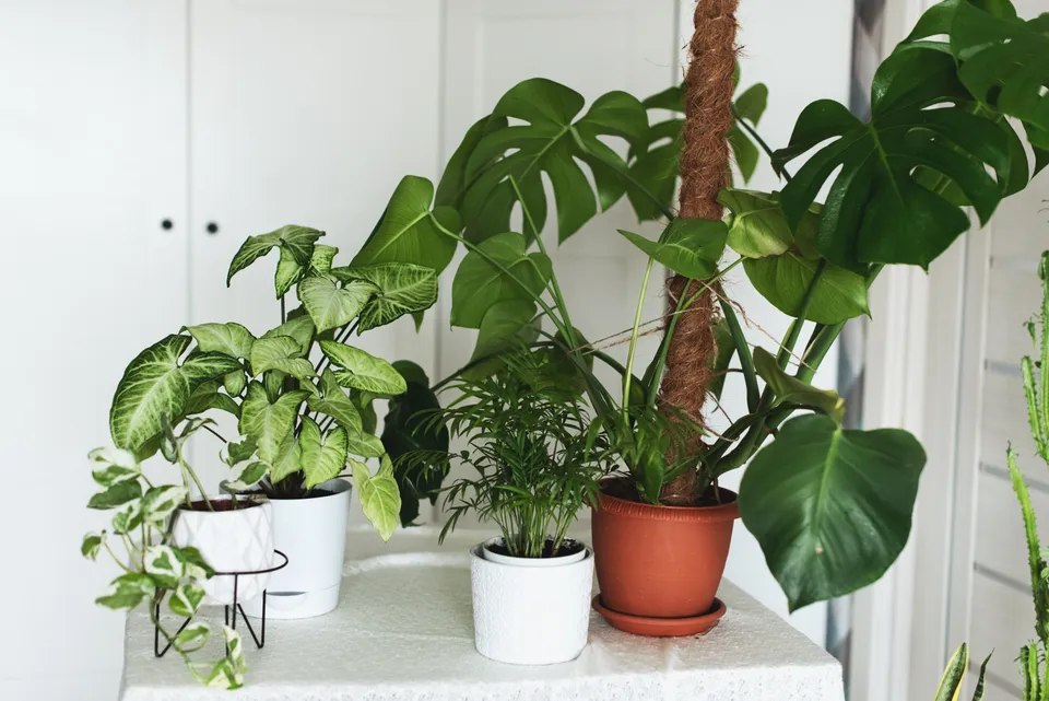 7 Underrated Places To Buy Houseplants Online Huffpost Life
