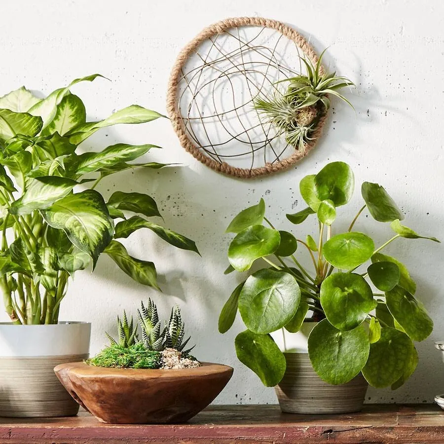 Cheap indoor house plants