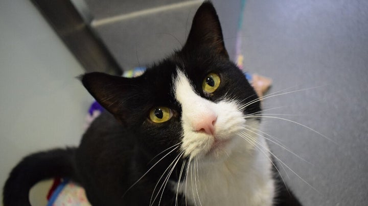 Smudge, a 10-year-old gentle giant cat, who found a new home after two weeks at Battersea.