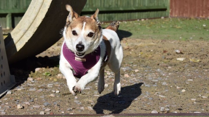 Alfie rehomed from Battersea