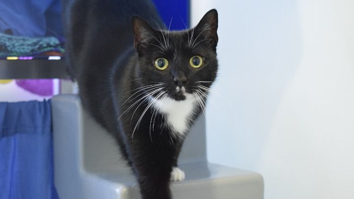 Nelly rehomed from Battersea