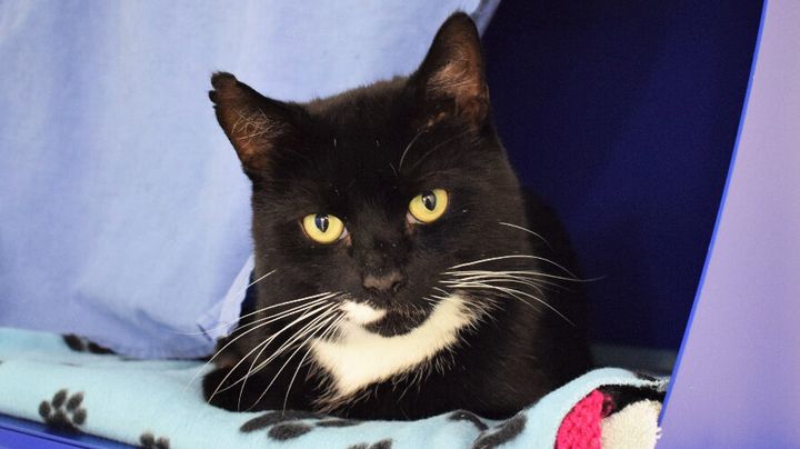 Cupid rehomed from Battersea