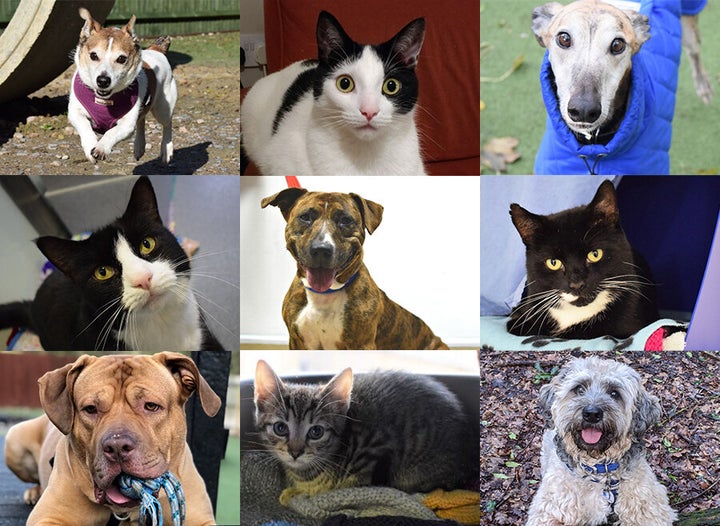 Animals rehomed from Battersea Dogs and Cats Home this month.