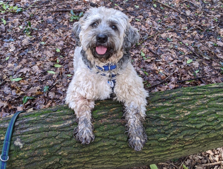 Harry rehomed from Battersea