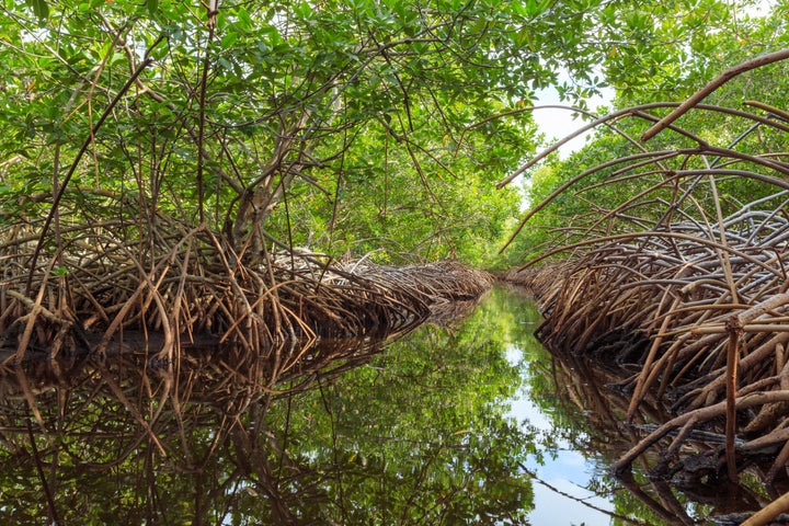 Much of the island of Utila in Honduras is swampy jungle.