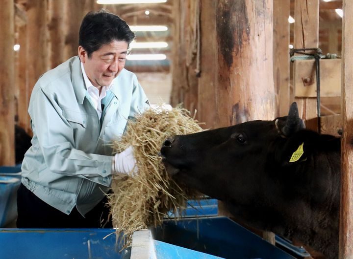 黒毛和牛の牛舎で給餌作業を体験する安倍晋三首相