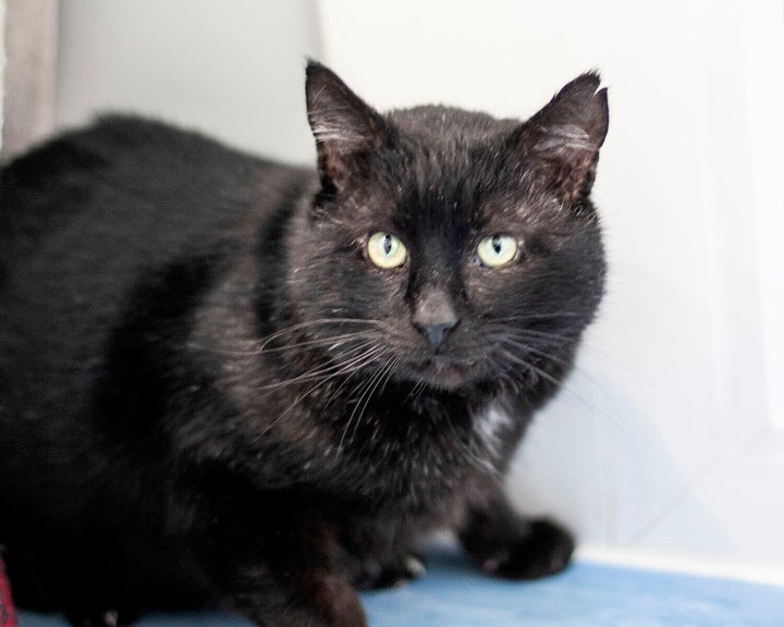 Morris rehomed from RSPCA