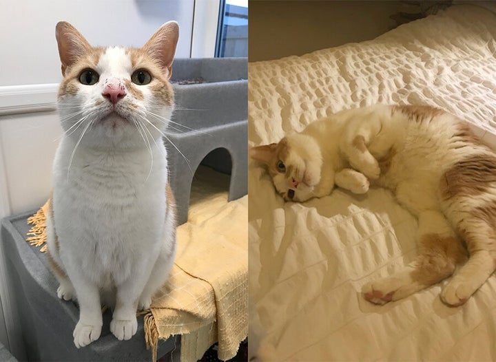 Marvin before and after being rehomed from Cats Protection.