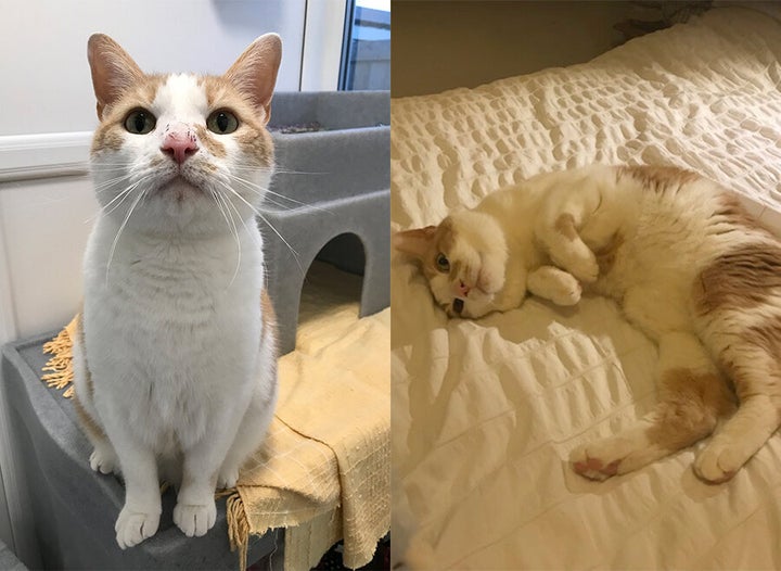 Marvin before and after being rehomed from Cats Protection. 