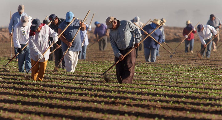 Farm workers thin lettuce crops work in in San Luis, Arizona. (AP Photo/Paul Connors)