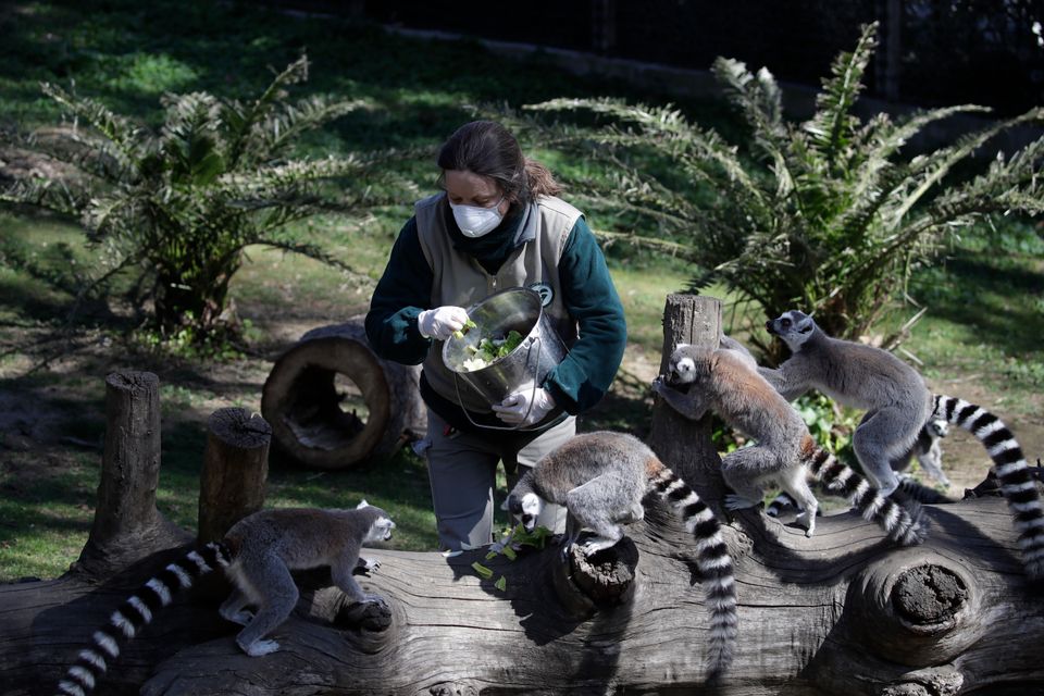 Η Μπεντέτα Πελεγκρίνι που εργάζεται στον ζωολογικό κήπο της Ρώμης, φοράει την προστατευτική μάσκα προσώπου ενώ ταίζει λεμούριους, την Τετάρτη, 25 Μαρτίου, 2020. Ο ζωολογικός κήπος έχει μειώσει τον αριθμό των εργαζομένων του, με όλο το διοικητικό προσωπικό να εργάζεται από το σπίτι, σύμφωνα με τους νέους κανόνες που επιβάλλονται στην προσπάθεια να σταματήσει η εξάπλωση του COVID-19.