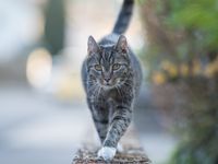 A Cat In Belgium Tested Positive For Covid 19 But You Shouldn T Panic Huffpost