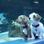 子犬たちが、新型コロナで休館中の水族館で遊ぶ姿がかわいすぎる。「友達できた！」って魚のこと？【動画】