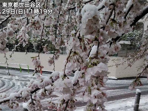 桜満開 mqdefault.jpg