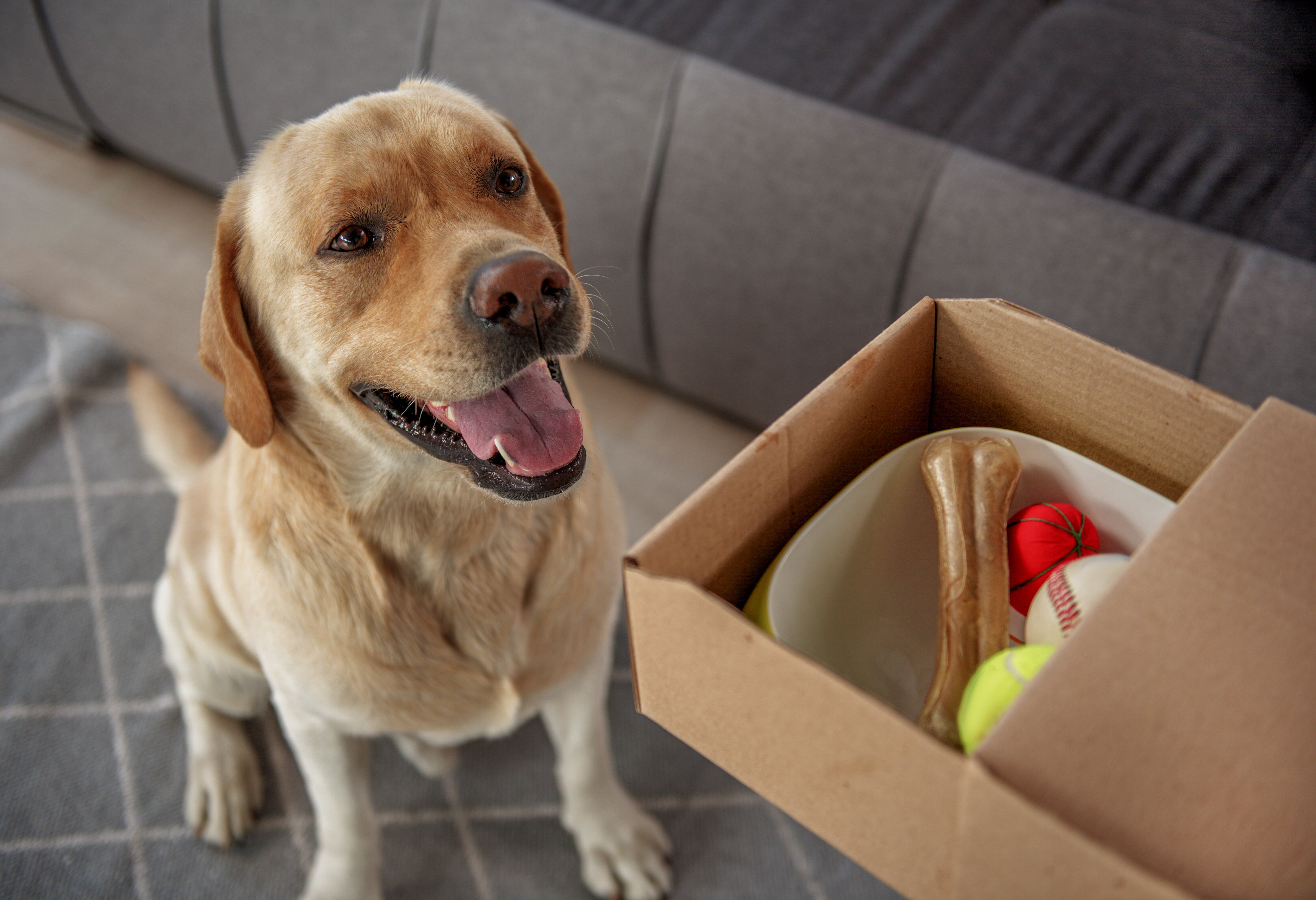 dog food online delivery