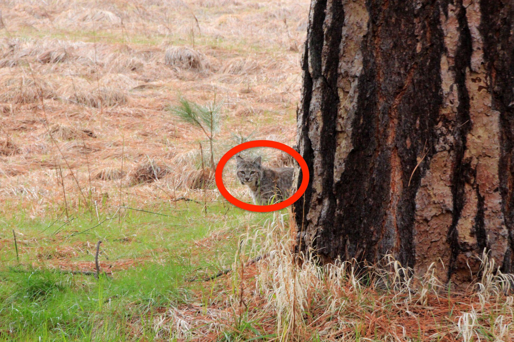 Yosemite National Park Shares Adorable Social Distancing �Advice From A Bobcat� 