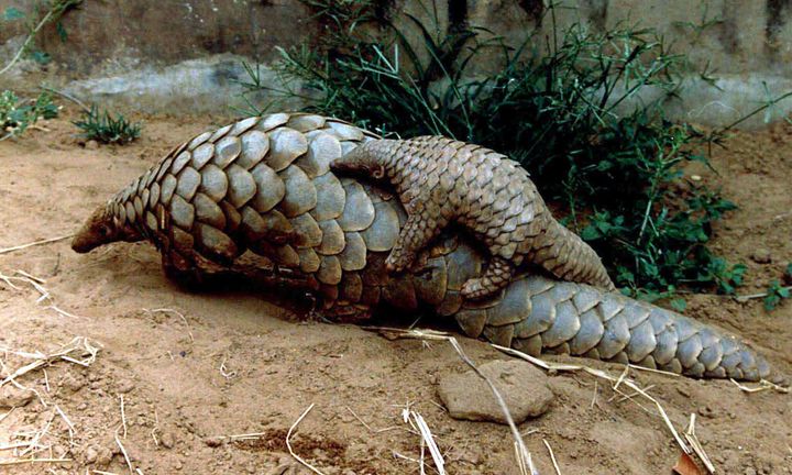 A baby pangolin sits on the back of its mother at a zoo in the eastern Indian city of Bhubaneshwar February 22, 2001. 