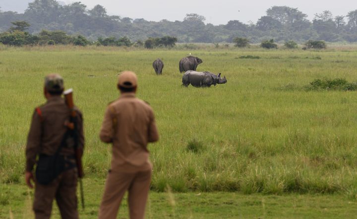 In this photo taken on June 17, 2019, Indian forest guards watch as a one-horned rhinoceros grazes along with elephants in Kaziranga National Park. 