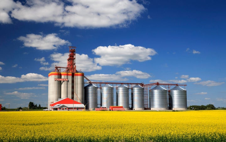 A canola field is seen here in Carseland, Alta., on July 21, 2019. Canada is the world's top supplier of canola. 