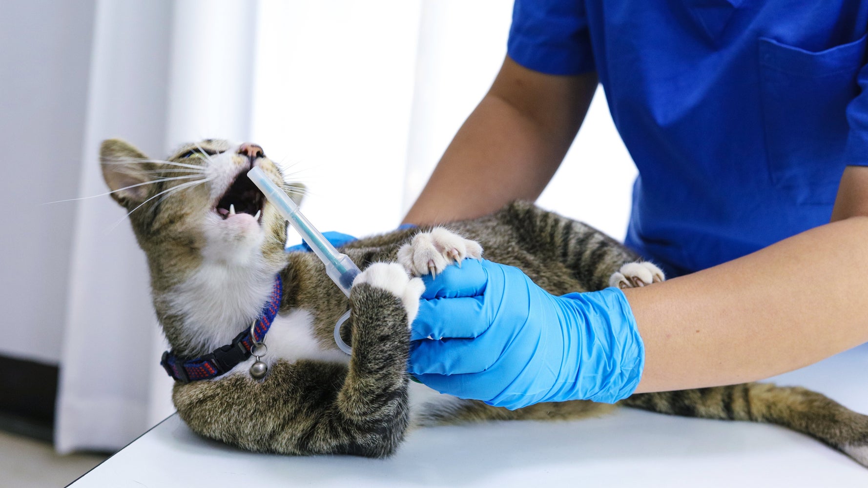 Coronavirus Des Veterinaires Alertent Sur Les Mauvais Traitements Le Huffpost Coronavirus Des Veterinaires Alertent Sur Les Mauvais Traitements Le Huffpost
