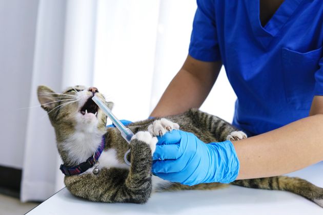 Coronavirus Des Veterinaires Alertent Sur Les Mauvais Traitements Le Huffpost Coronavirus Des Veterinaires Alertent Sur Les Mauvais Traitements Le Huffpost