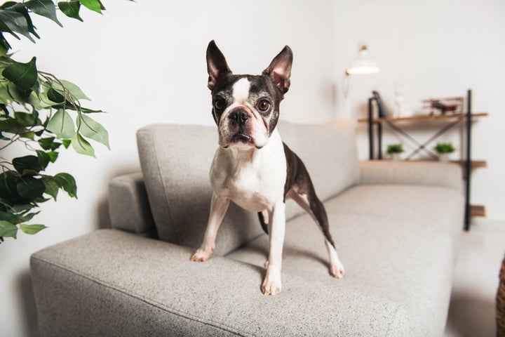 <a href="https://fave.co/39xY89w" target="_blank" role="link" rel="sponsored" class=" js-entry-link cet-external-link" data-vars-item-name="Petco" data-vars-item-type="text" data-vars-unit-name="5e820705c5b6cb9dc1a42f98" data-vars-unit-type="buzz_body" data-vars-target-content-id="https://fave.co/39xY89w" data-vars-target-content-type="url" data-vars-type="web_external_link" data-vars-subunit-name="article_body" data-vars-subunit-type="component" data-vars-position-in-subunit="184">Petco</a> and <a href="https://fave.co/39yUbBx" target="_blank" role="link" rel="sponsored" class=" js-entry-link cet-external-link" data-vars-item-name="PetSmart" data-vars-item-type="text" data-vars-unit-name="5e820705c5b6cb9dc1a42f98" data-vars-unit-type="buzz_body" data-vars-target-content-id="https://fave.co/39yUbBx" data-vars-target-content-type="url" data-vars-type="web_external_link" data-vars-subunit-name="article_body" data-vars-subunit-type="component" data-vars-position-in-subunit="185">PetSmart</a> are obvious choices, but <a href="https://fave.co/3azuqCk" target="_blank" role="link" rel="sponsored" class=" js-entry-link cet-external-link" data-vars-item-name="Chewy" data-vars-item-type="text" data-vars-unit-name="5e820705c5b6cb9dc1a42f98" data-vars-unit-type="buzz_body" data-vars-target-content-id="https://fave.co/3azuqCk" data-vars-target-content-type="url" data-vars-type="web_external_link" data-vars-subunit-name="article_body" data-vars-subunit-type="component" data-vars-position-in-subunit="186">Chewy</a> might also be a go-to site now for toys, treats and litter because you can set up automatic recurring deliveries.