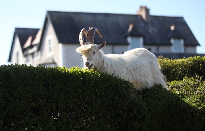 Mountain goats are feasting on Llandudno's hedges.