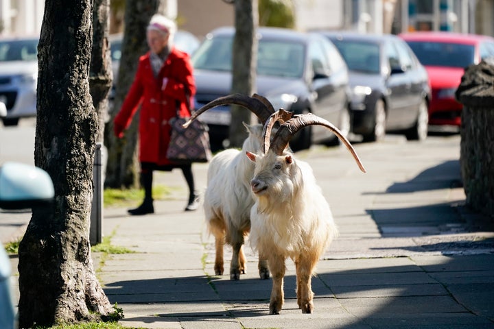 The goats normally live on the rocky Great Orme, but have descended on the town as streets empty of residents and tourists due to quarantine measures.