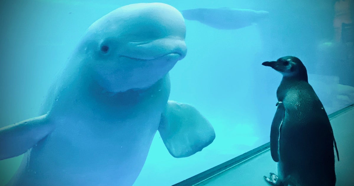 「いつもの動物と違うぞ?」シロイルカは、水族館を徘徊するペンギンに興味津々だ(写真・動画)
