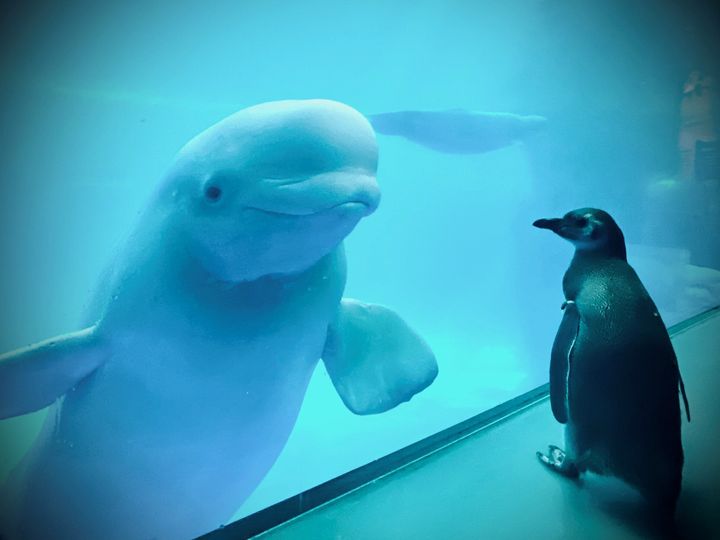 水槽のガラスごしにペンギンと対面するシロイルカ
