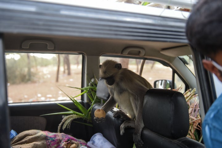 A monkey grabs a potato inside a car as a group of monkeys are being fed by a resident at Ode village, during the first day of a 21-day government-imposed nationwide lockdown, some 25 kms from Ahmedabad on March 25, 2020.