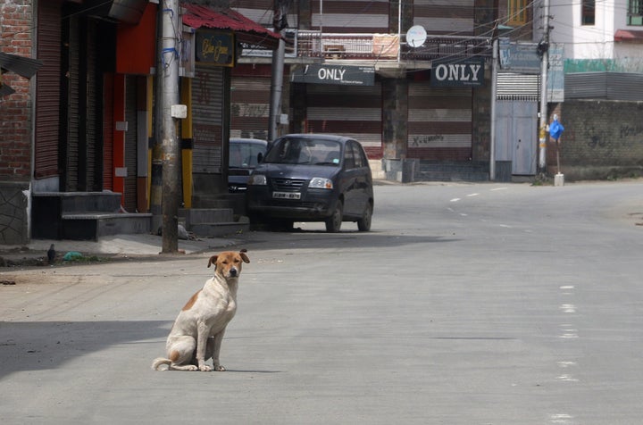 A stray dog in the middle of the main road in Srinagar, Kashmir on March 31,2020.