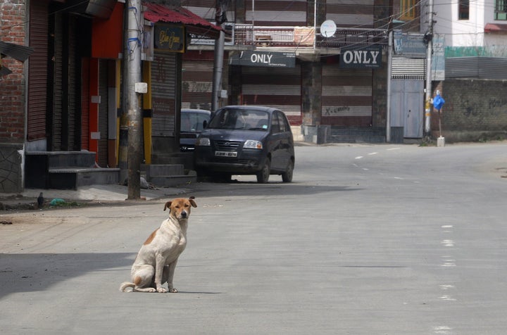 A stray dog in the middle of the main road in Srinagar, Kashmir on March 31,2020. 