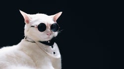 5 Instagram Cat Accounts To Follow If You’re Feeling Out Of