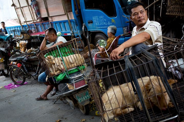 Σκύλοι προς πώληση στο Φεστιβάλ Φαγώματος Σκύλων, που γίνεται στη νότιο Κίνα, στο Θερινό Ηλιοστάσιο (21 Ιουνίου). (AP Photo/Andy Wong)